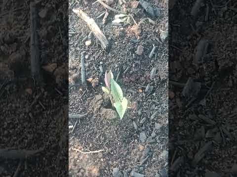 Final de tarde aqui no sítio, na cidade de Solidão- PE 04-03-2026