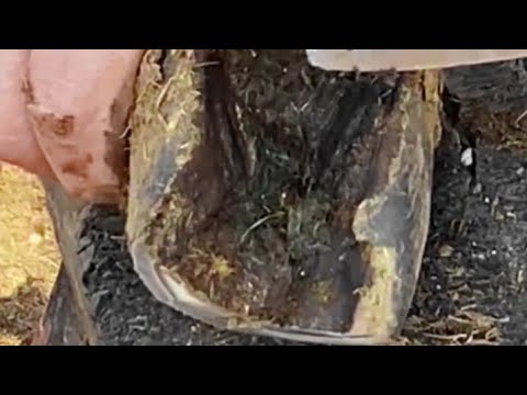 The Largest Hoof I Have Ever Had To Trim. Horse Restoration Front Hooves.