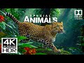 Incredible 4K Videos Of Wildlife 4K 60FPS HDR Dolby Vision