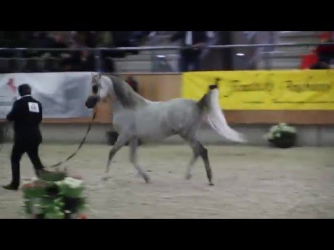 Profender K.A. : Class senior stallions Tulip Cup 2016