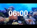6 Minute Timer Relaxing Music Lofi Fish Background