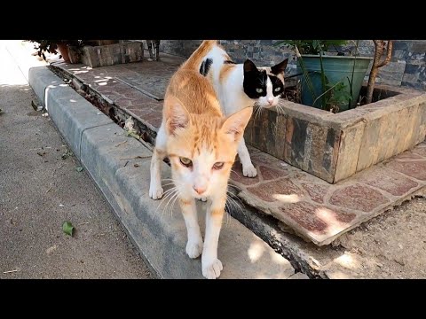 Beautiful Stray Cats Want Love For Both Of Them At The Same Time.