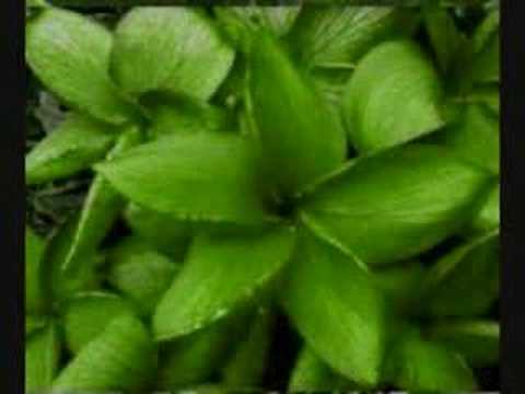 MOTUTAPU BOYS - Heaven up above