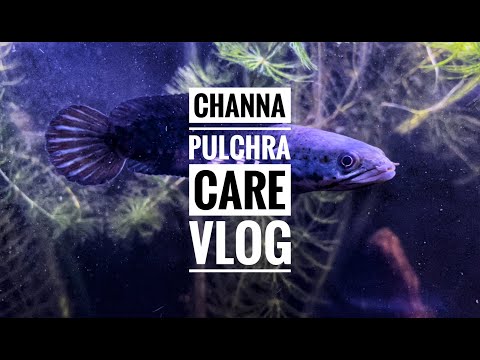 Channa pulchra peacock snakehead care vlog
