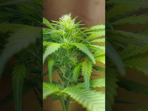 Semente de Prensado Entrando Na Segunda Semana De Floração  #plantarpranaocomprar #cultivoindoor