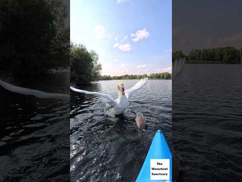 Daddy swan protects his baby during rescue #wildliferescue #swan #swanrescue