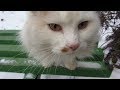 White Cat With Orange Tail On The Bench