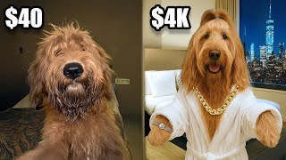 $40 vs $4000 Hotels With A Famous Dog!