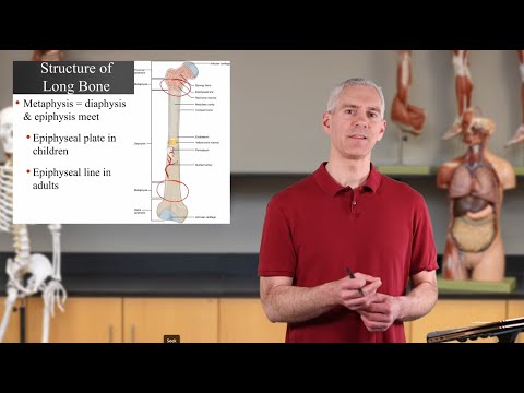 Structure of Long Bones (Ch06 - Slides10-17)