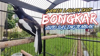 Download lagu Suara Burung Kacer Bikin Lawan Emosi Gacor, Pancingan Kacer Agar Cepat Emosi Gacor mp3