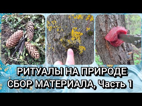 1ч.) Ритуалы на природе. Сбор материала. Семь собак в одном месте. Беларусь 🍀🌲🧭