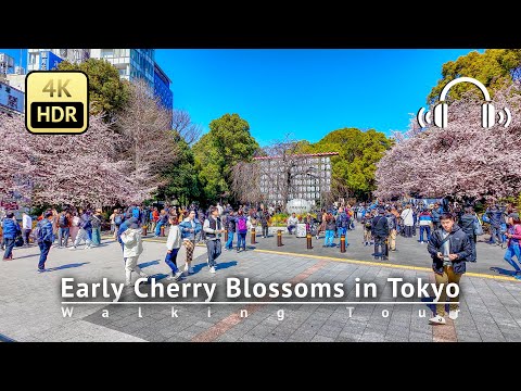 Japan - Early Cherry Blossoms in the middle of Tokyo 2024 Walking Tour [4K/HDR/Binaural]