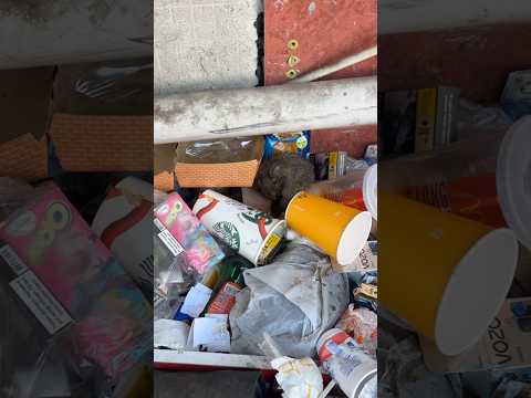 Fare hamburger yiyo 😱😂 #dog #hamsters