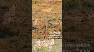 Download lagu I met 😁 #Chetah Brothers on our #safari at the Phinda Private Game Reserve, South Africa. Majestic🐆 mp3 Download lagu I met 😁 #Chetah Brothers on our #safari at the Phinda Private Game Reserve, South Africa. Majestic🐆 mp3
