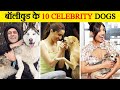 बॉलीवुड के 10 Celebrity Dogs Top 10 Bollywood Celebrities Their Dogs