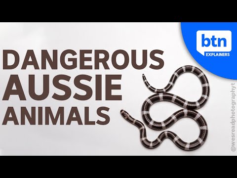 Does Australia Have the Most Dangerous Animals on Earth?