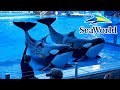 Orca Encounter A Killer Whale Experience 2022 Full Show SeaWorld Orlando