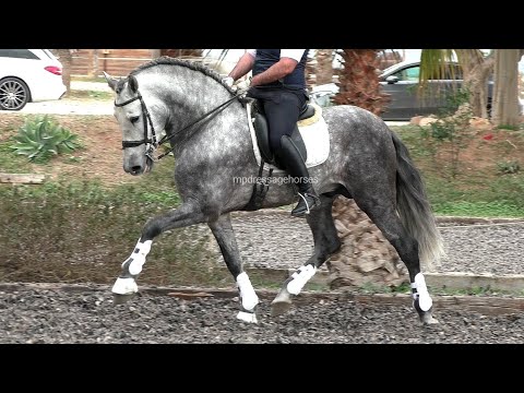Advanced Baroque Andalusian PRE Stallion 2017 - 1,67 cm (#MP607)