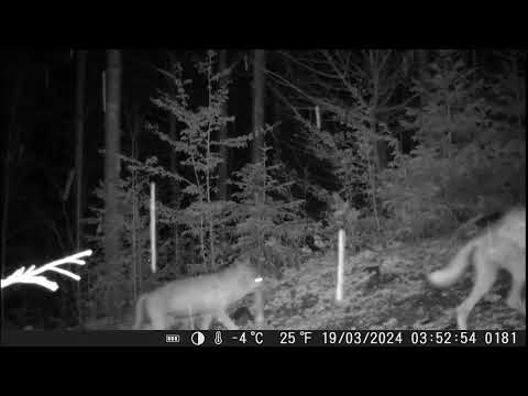 Lupi într-o pădure a Ocolului Silvic Poiana Teiului din cadrul Romsilva