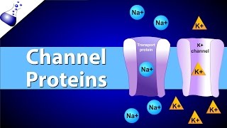 Channel Proteins