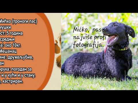 "Šapa na dlanu" 15.02.2025. - Dunav Televizija