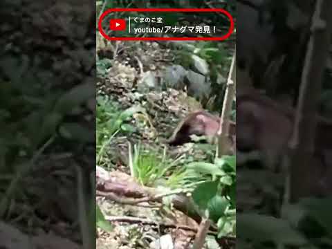 アナグマの種類 - ビルマフェレットアナグマ (Melogale personata)