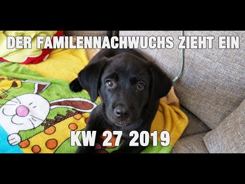 VLOG #KW 27 2019 # WELPE EDDY ZIEHT EIN
