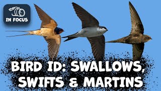 Identifying House Martins, Barn Swallows &amp; Common Swift: A Complete Guide