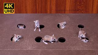 Ultimate Cat TV Game for Bored Cats: Real Mice Playing Peekaboo for cats to watch 4k