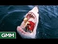 6 Strangest Things Swallowed by a Shark 
