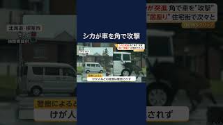 シカが角で車を“攻撃”　北海道でシカの目撃多発