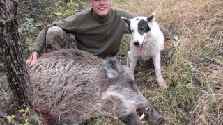 Wild boar (Sanglier attila) hunting (Chasse) / Ibex in Tajikistan by Seladang