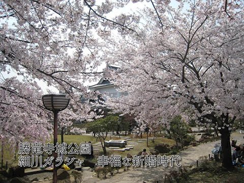 長岡京市　勝竜寺城公園 桜