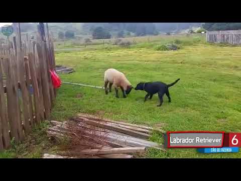 Top 10   Melhores raças de cães de fazenda