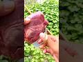 Fishing By Liver Bait Fishing Shortvideo Trap Village Fisging Man
