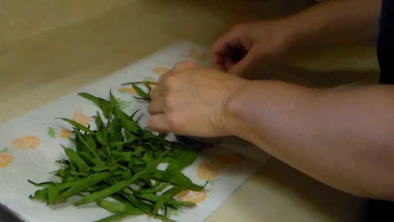DIY plantain skin salve - YouTube