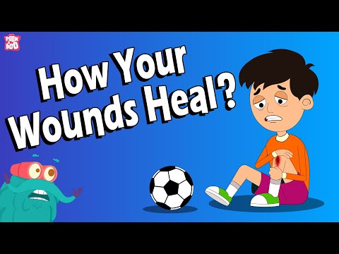 How Do Your Wounds Heal? | WOUNDS | What Are Wounds? | The Dr Binocs Show | Peekaboo Kidz