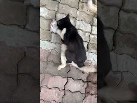 Cute Cats Mating (Part 3) | Crazyket Channel