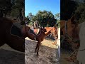 Jument retraité de course, trotteuse française 13 ans