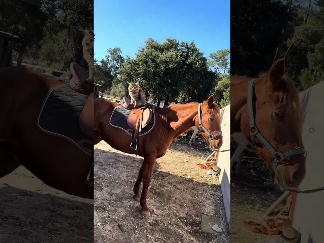 Jument retrait&eacute; de course, trotteuse fran&ccedil;aise 13 ans 