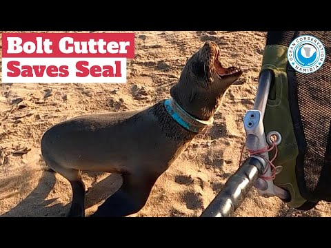 Bolt Cutter Needed To Save Seal!