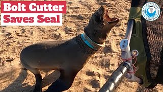 Double Seal Rescue: Tied Together by Dangerous Fishing Net