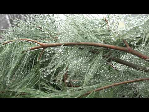 01-01-2021 Pana, IL - Freezing Rain