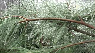 01-01-2021 Pana, IL - Freezing Rain