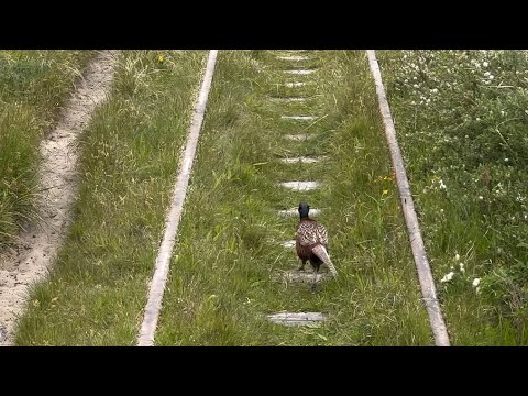 Der Fasan auf den Gleisen der Pferdebahn