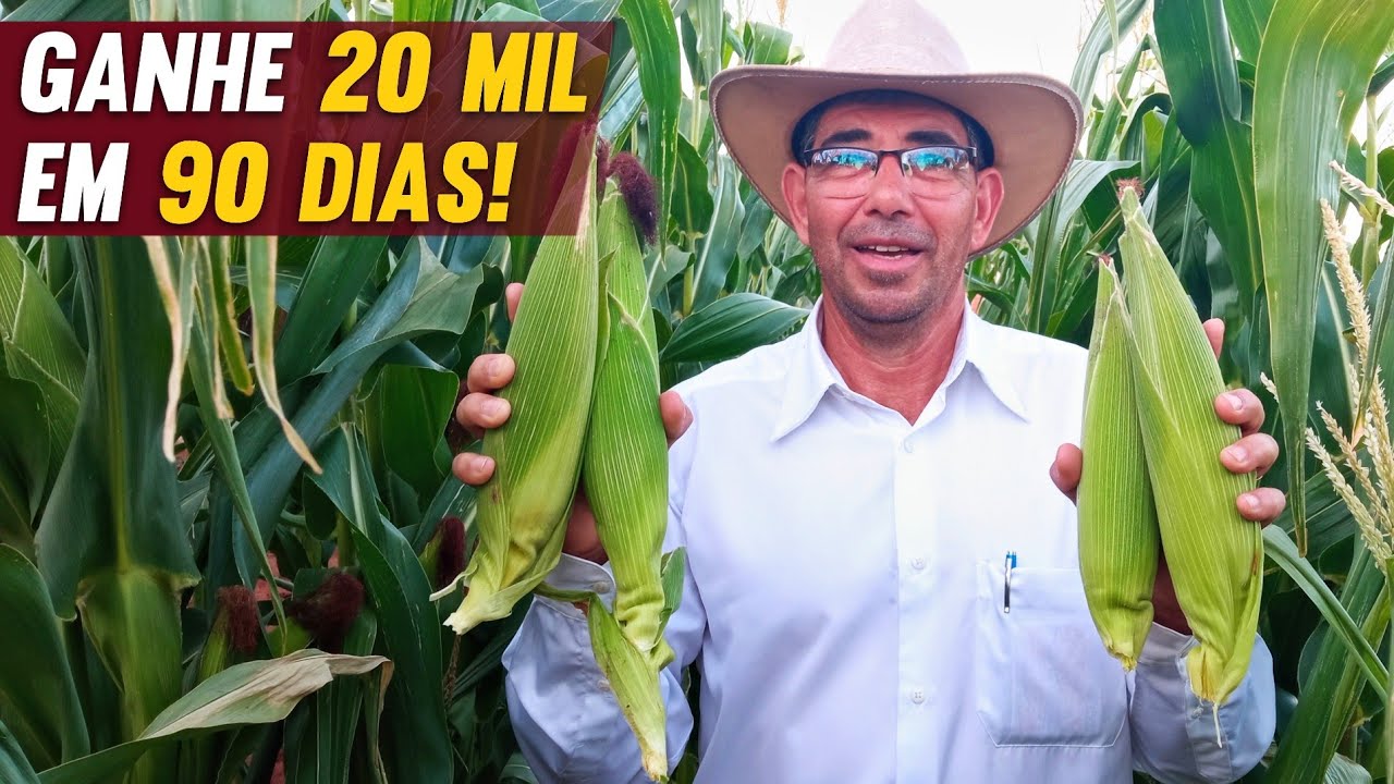 Como GANHAR 20 mil plantando MILHO em 90 dias?!