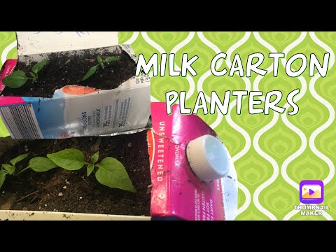 How to use Milk Cartons as Planters for growing & starting seedlings. Repurposed on a budget hack