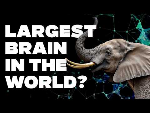 Why Elephants Never Forget: Memory & Bonds