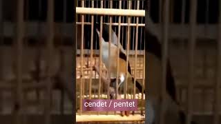 Download lagu cendet / pentet kicau berkicau burungmu burungku#videoshorts mp3 Download lagu cendet / pentet kicau berkicau burungmu burungku#videoshorts mp3
