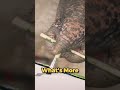 Painting Elephant Suda